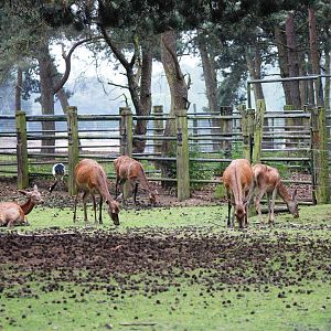 Red Deer and Cranes at Beekse Bergen, 31/05/12
