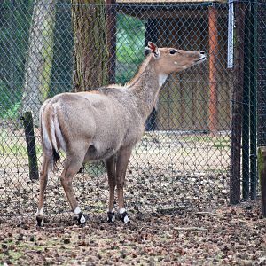 Nilgai at Beekse Bergen, 31/05/12
