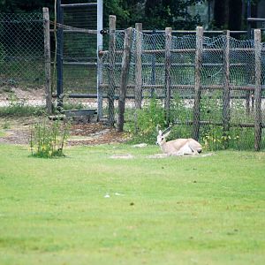 Persian Gazelle at Beekse Bergen, 31/05/12