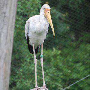 Yellow-billed Stork at Beekse Bergen, 31/05/12
