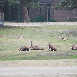 Springbok and Blesbok at Beekse Bergen, 31/05/12
