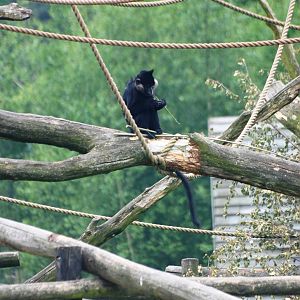 Black Mangabey at Beekse Bergen, 31/05/12
