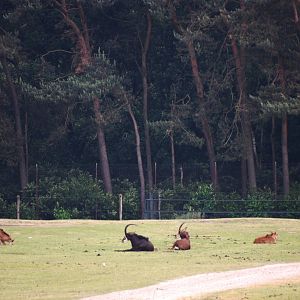 Sable Antelope at Beekse Bergen, 31/05/12