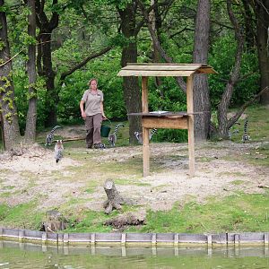 Ring-tailed Lemur Feeding at Beekse Bergen, 31/05/12