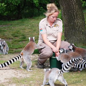 Ring-tailed Lemur Feeding at Beekse Bergen, 31/05/12