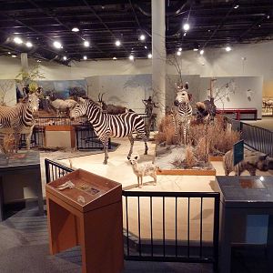 Natural History Museum - African Panorama