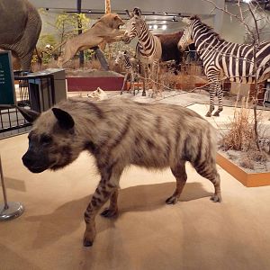 Natural History Museum - Striped Hyena