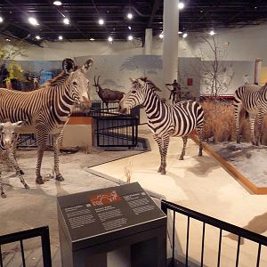 Natural History Museum - 3 Species of Zebra