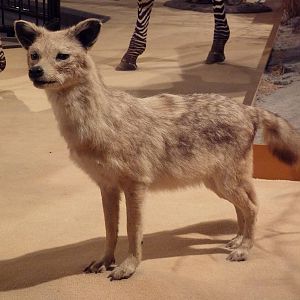 Natural History Museum - Golden Jackal