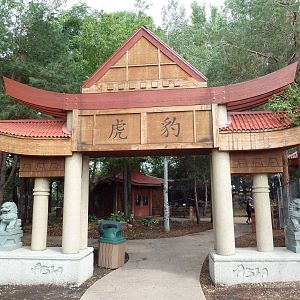 Asian Cats - Entrance