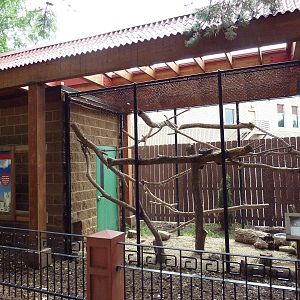Asian Cats - Pallas Cat Exhibit