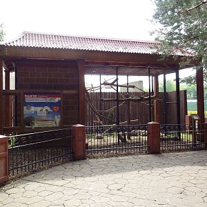 Asian Cats - Pallas Cat Exhibit