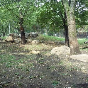 Asian Cats - Amur Tiger Exhibit