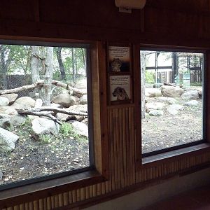 Asian Cats - Snow Leopard Exhibit