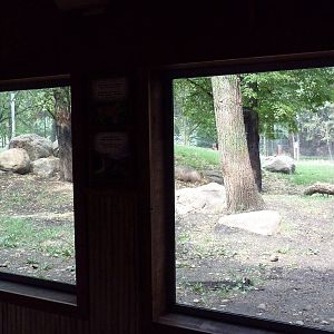 Asian Cats - Amur Tiger Exhibit