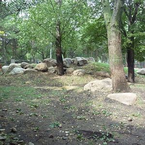 Asian Cats - Amur Tiger Exhibit