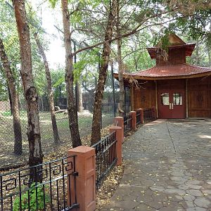 Asian Cats - Amur Tiger Exhibit