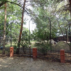Asian Cats - Amur Tiger Exhibit