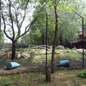 Asian Cats - Amur Tiger Exhibit