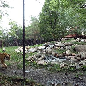 Asian Cats - Amur Tiger Exhibit