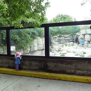 Grizzly Bear Exhibit - Viewing Area