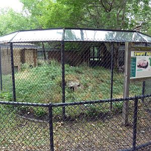 Swift Fox Exhibit