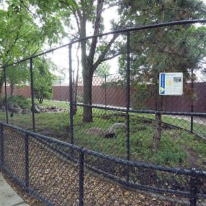 Giant Anteater Exhibit