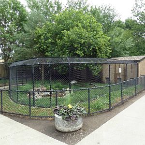 Sandhill Crane Exhibit