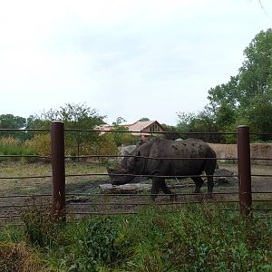 Rare Rhinos of Africa