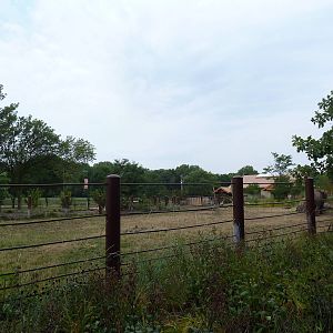 Rare Rhinos of Africa