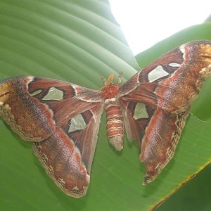 Atlas Moth (Attacus atlas)