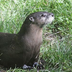 North American River Otter