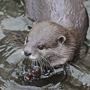 Asian Short-clawed Otter