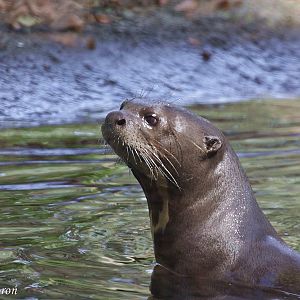 Giant Otter