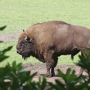 European Bison