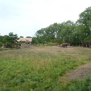 Rare Rhinos of Africa