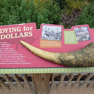 Rare Rhinos of Africa