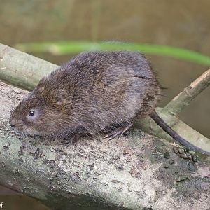 Water Vole