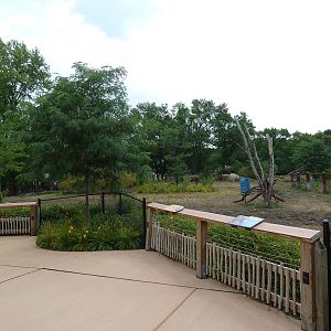 Rare Rhinos of Africa