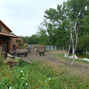 Rare Rhinos of Africa