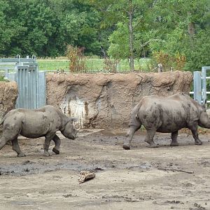 Rare Rhinos of Africa