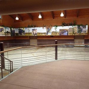 Rare Rhinos of Africa