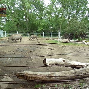 Rare Rhinos of Africa