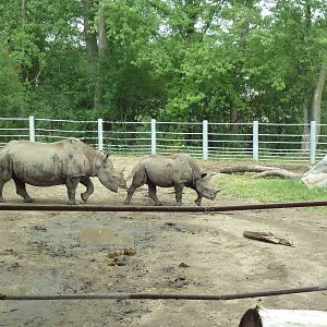 Rare Rhinos of Africa