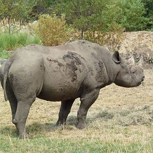 Rare Rhinos of Africa