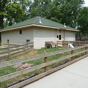Yellow-Footed Tortoise Exhibit (In the African Section)