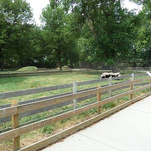 African Spurred Tortoise Exhibit