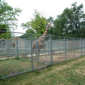 Reticulated Giraffe Holding Yards