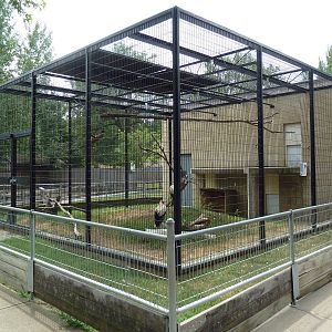 King Vulture Exhibit