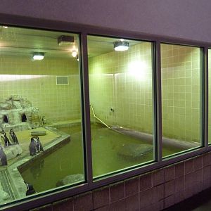 Humboldt Penguin Exhibit